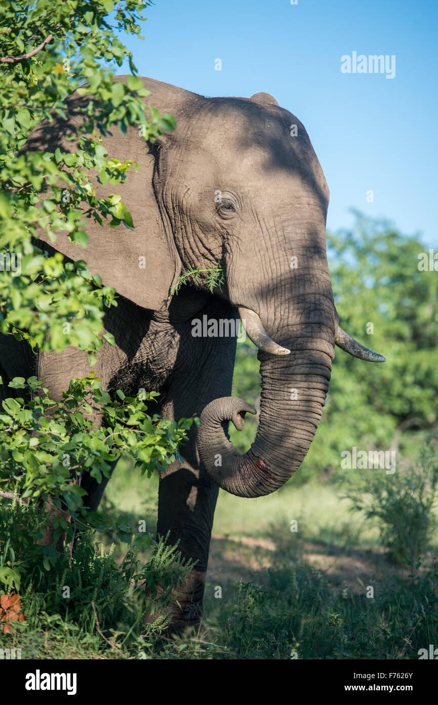 Sudáfrica: Parque Nacional Kruger Elefante africano (Loxodonta) Foto de stock