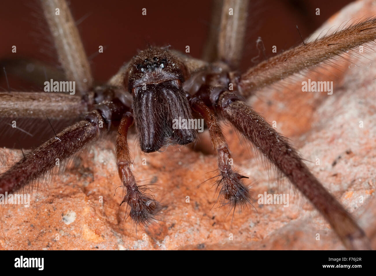 Casa Europea gigante araña, telaraña spider, macho,,, Hausspinne Hauswinkelspinne Haus-Winkelspinne Männchen Tegenaria atrica,, Foto de stock