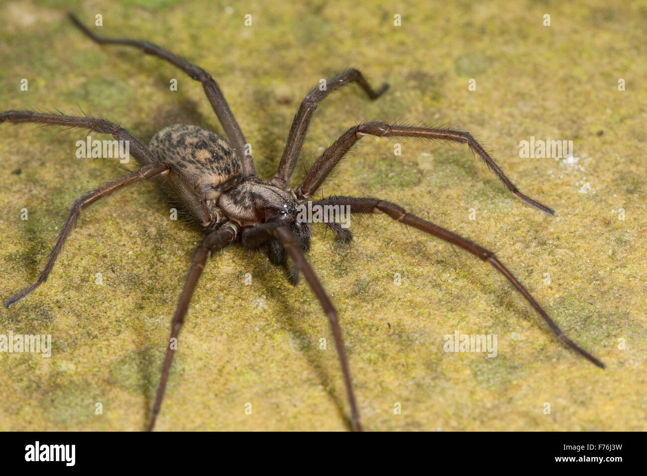 Casa Europea gigante araña, telaraña spider, femenina, Haus-Winkelspinne Hauswinkelspinne, Hausspinne Weibchen, Tegenaria atrica, Foto de stock