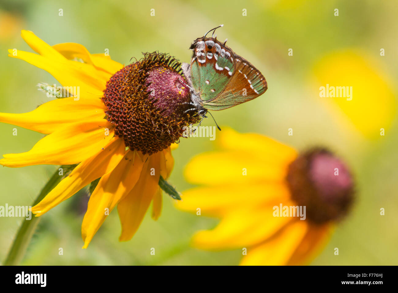 Juniper, Callophrys Hairstreak gryneus, alimentándose de una Blackeyed Susan, Rudbeckia hirta Foto de stock