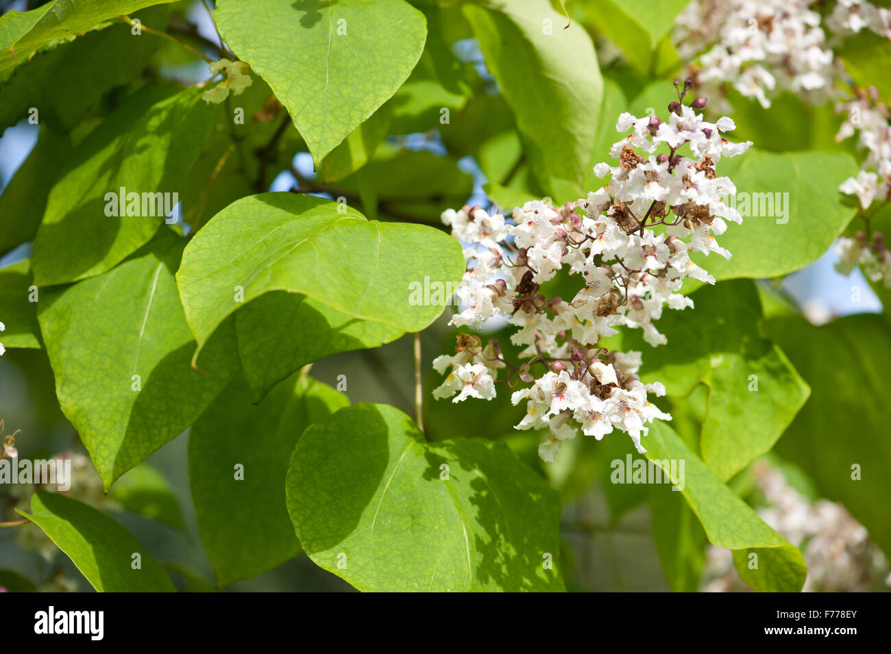 Floración Catalpa árbol caducifolio, floreciendo las inflorescencias blancas closeup, flores tubulares show en julio, planta llamada catawba crecer Foto de stock