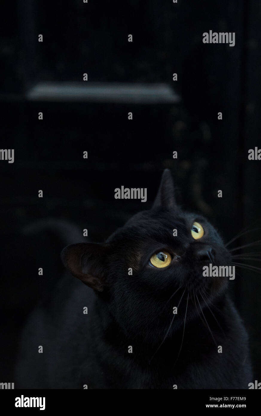 Bombay gato macho en un ajuste moody contra una puerta negra Foto de stock