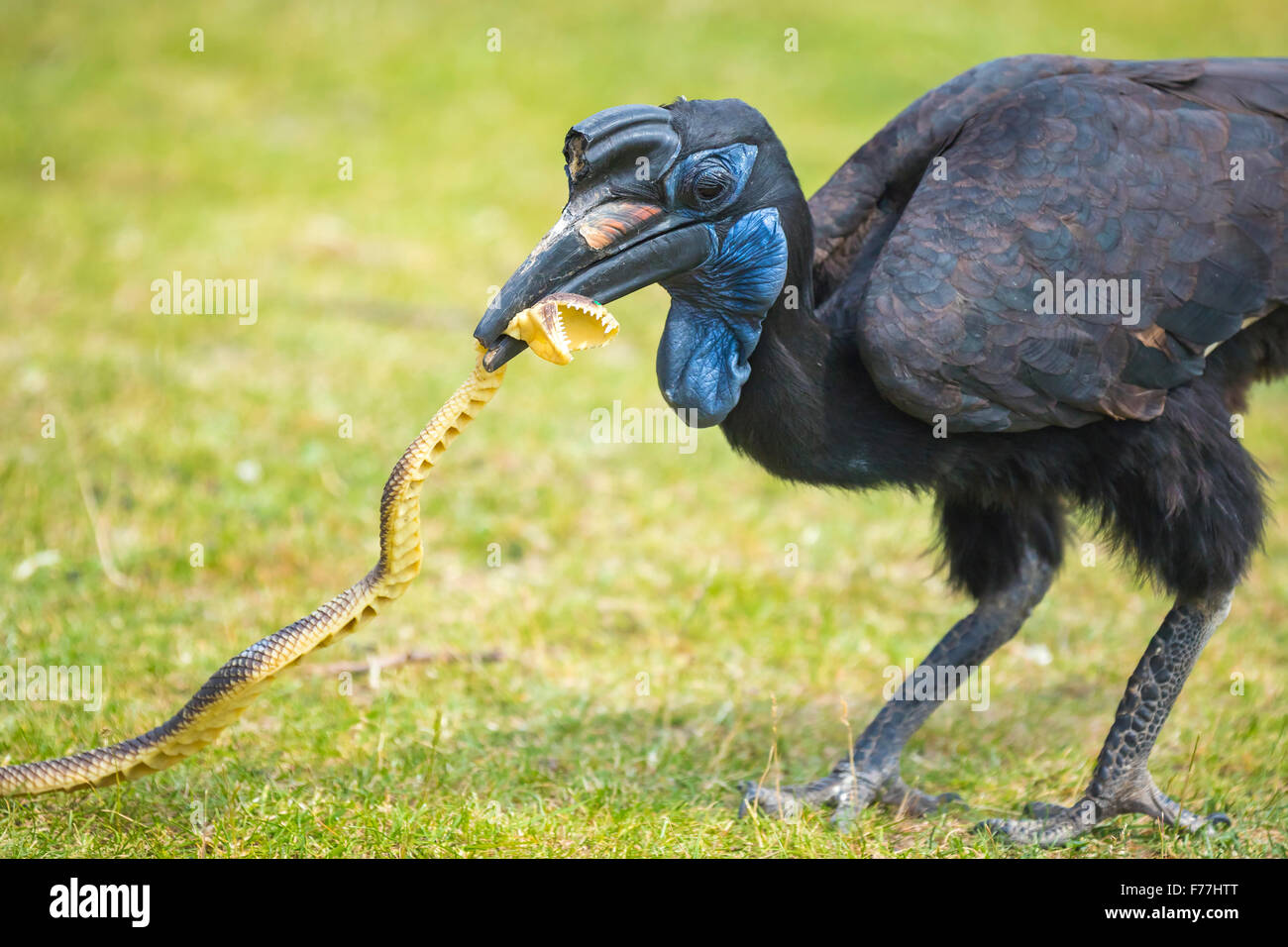 Un abisinio northerm o tierra de bucero, jugando con una serpiente de juguete. Estas aves se pueden encontrar en África, al norte del ecuador y Foto de stock