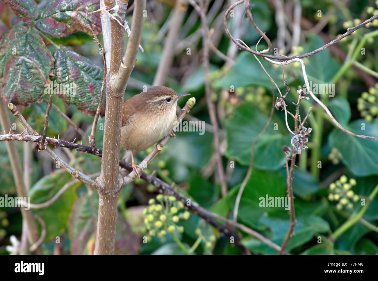 Wren- Troglodytes troglodytes. Uk Foto de stock