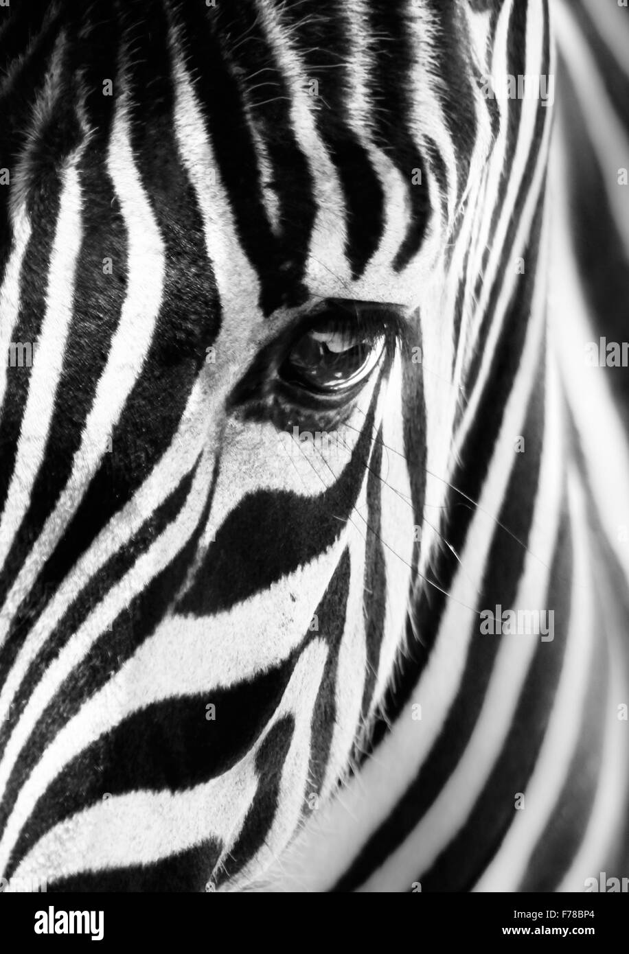 Retrato de una cebra. Blanco y negro Fotografía de stock - Alamy