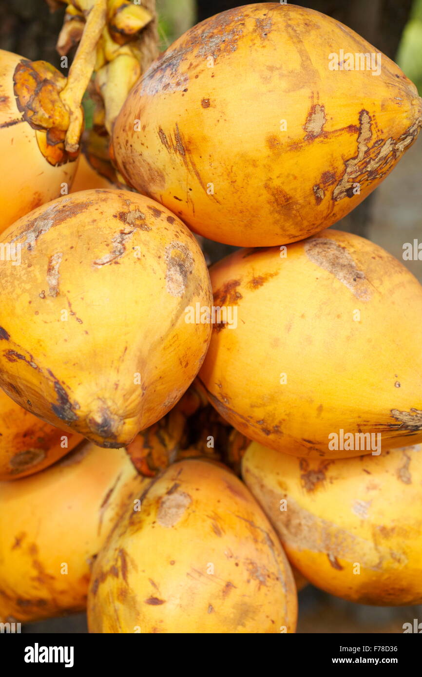 Sri Lanka - frutas cocos frescos alimentos, Asia Foto de stock