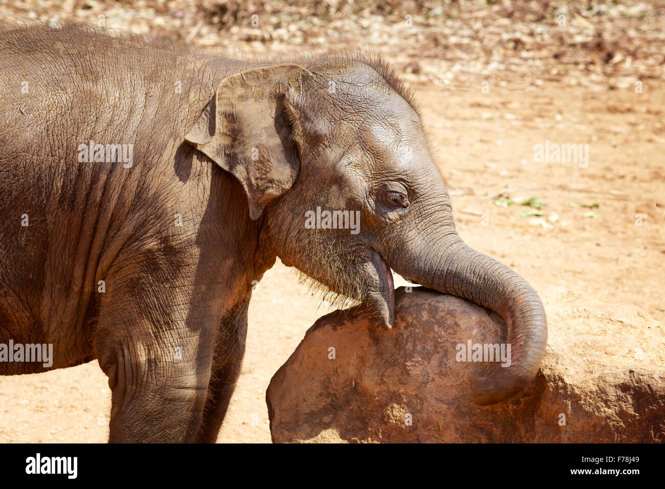 Pequeño lindo bebé elefante , Sri Lanka Foto de stock