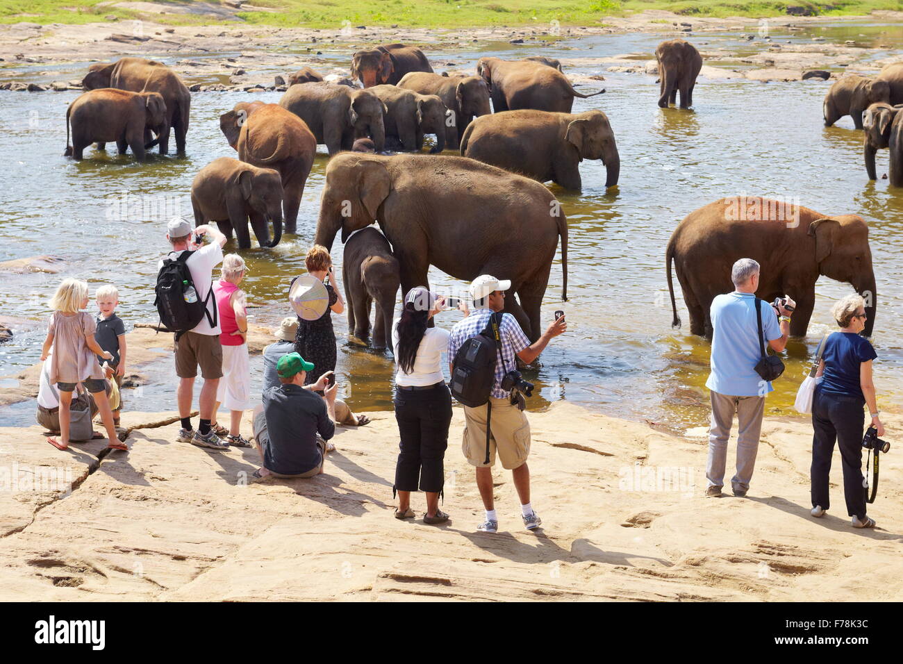 Sri Lanka - los turistas viendo elefantes tomar un baño en el río, Pinnawela Orfanato de Elefantes de elefantes asiáticos salvajes Foto de stock