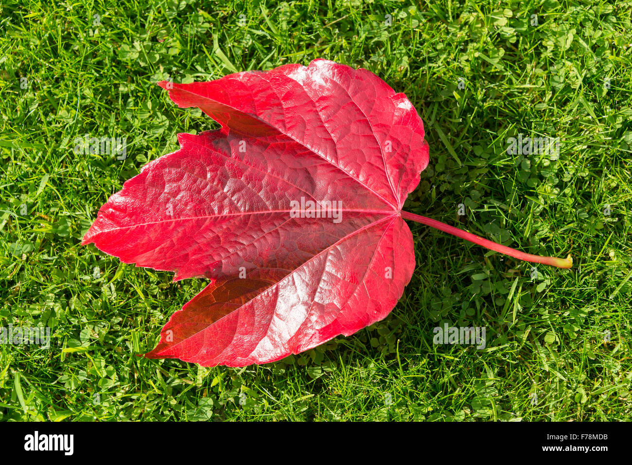 Hoja de otoño sobre la hierba verde, Mere, Wiltshire, Inglaterra, Reino Unido Foto de stock