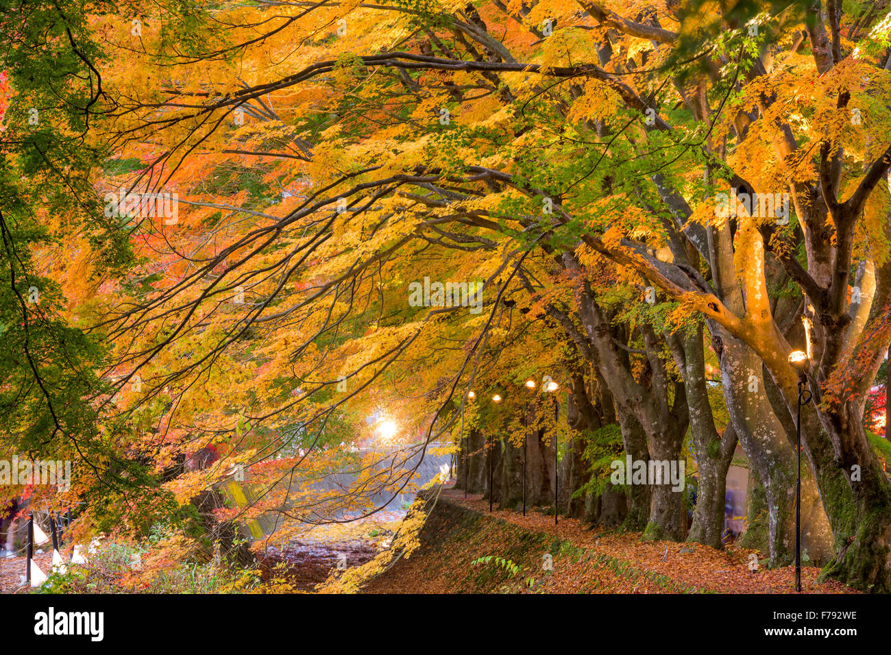 Maple Pasillo cerca del Lago Kawaguchi en Japón durante el otoño. Foto de stock