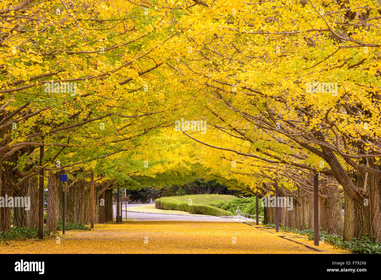 Parque de otoño en Tokio, Japón. Foto de stock
