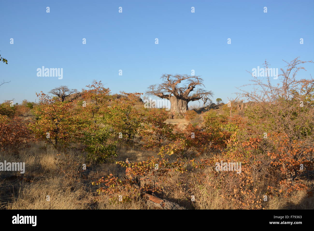 Antiguo árbol baobab se cree que alrededor de 1,000 años de antigüedad en el Tuli Botswana. Durante la estación seca, cuando las hojas han caído. Foto de stock