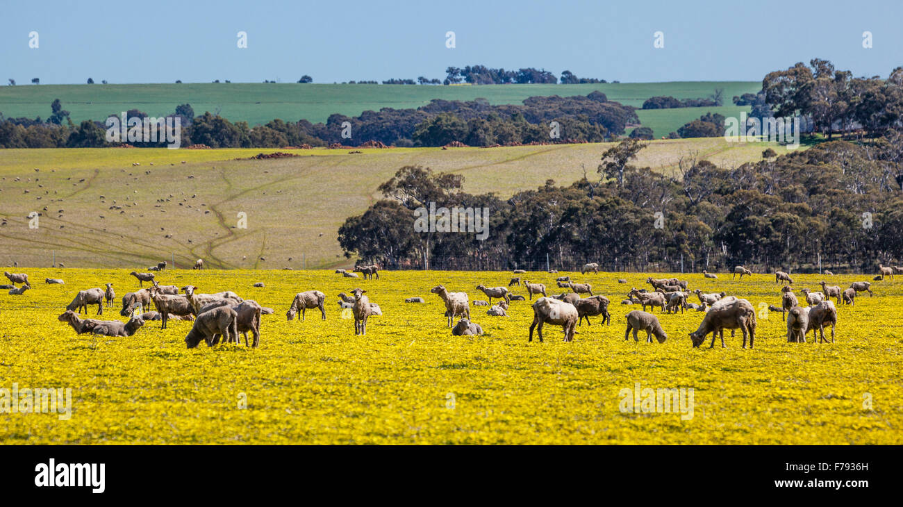 Australia, Australia occidental, región Wheatbelt, Comarca de Victoria Plains, Great Northern Hwy, ovejas pastando en la pradera de primavera Foto de stock