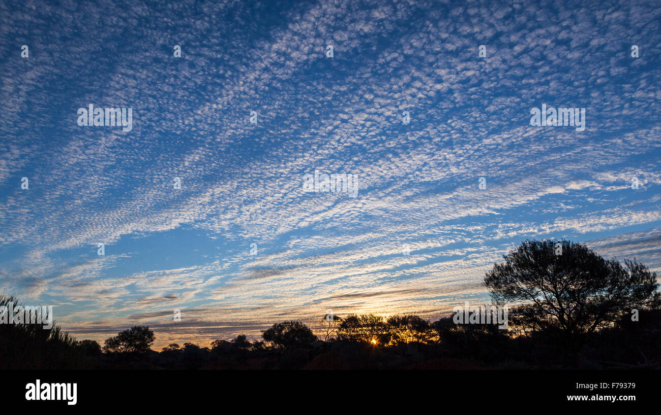 Glorioso el cielo nocturno a través de matorrales de Yalgoo oriental, distrito de Murchison, Mid West Australia Occidental Foto de stock