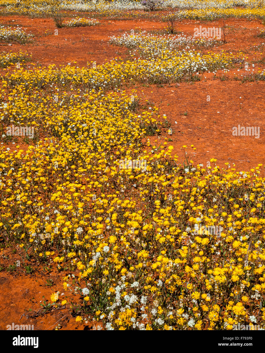 Australia, Australia Occidental, Medio Oeste, distrito de Murchison, rica muestra de Podolepis margaritas flores silvestres de primavera cerca de Mullewa Foto de stock