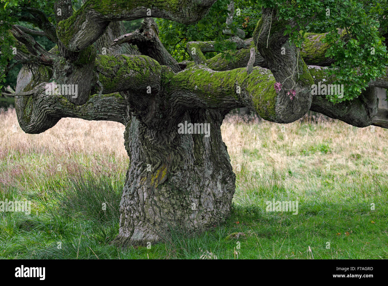 Viejo solitario Roble Roble pedunculate Inglés / Francés / árbol de roble (Quercus robur) en meadow Foto de stock