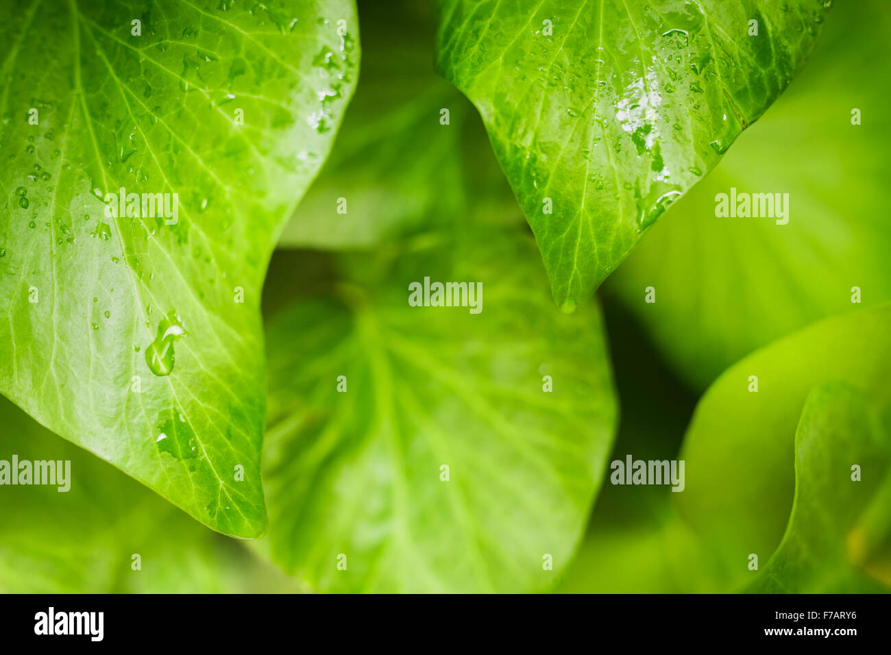 Hoja verde con gotas de agua en el fondo Foto de stock