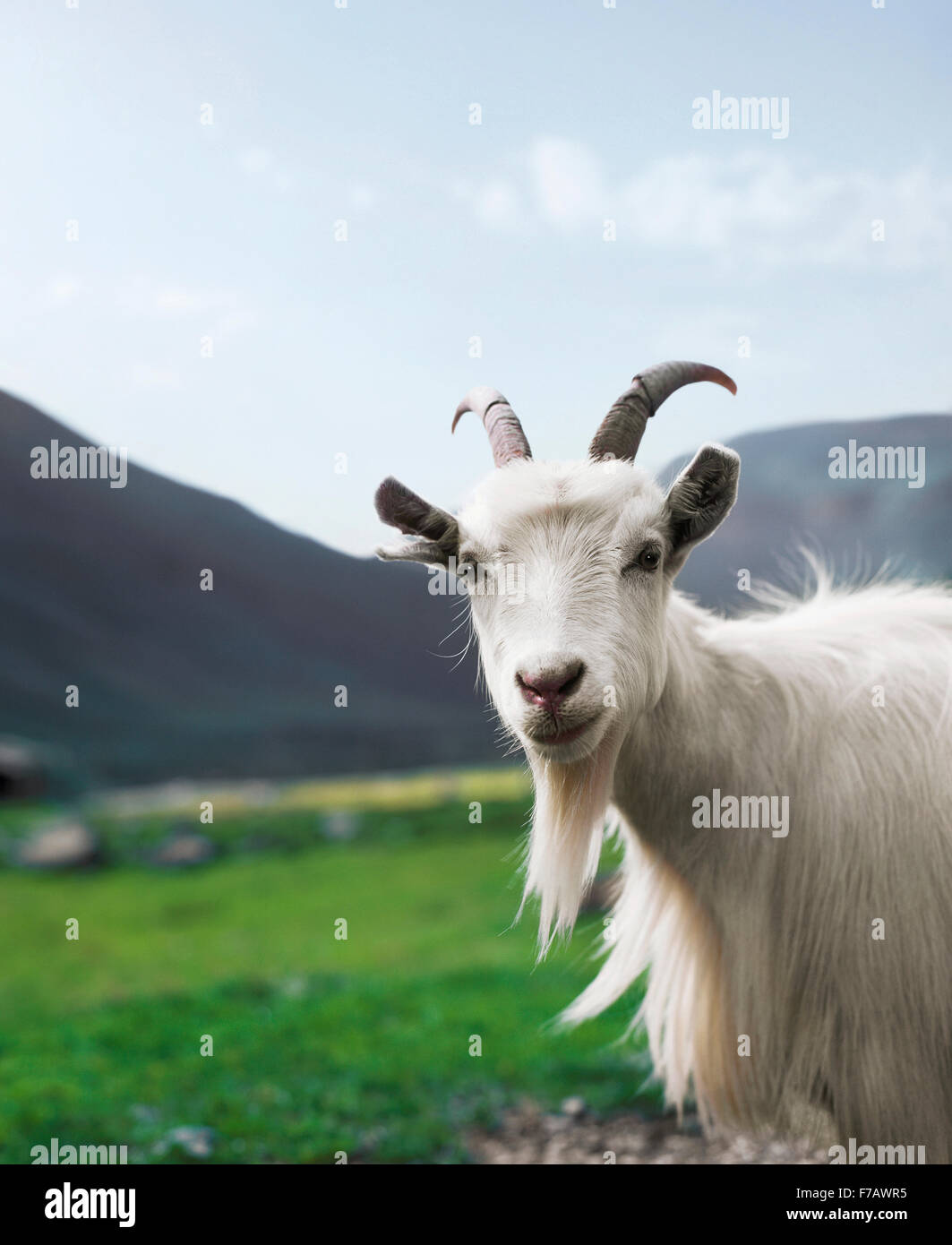 Cabra noruega fotografías e imágenes de alta resolución - Alamy