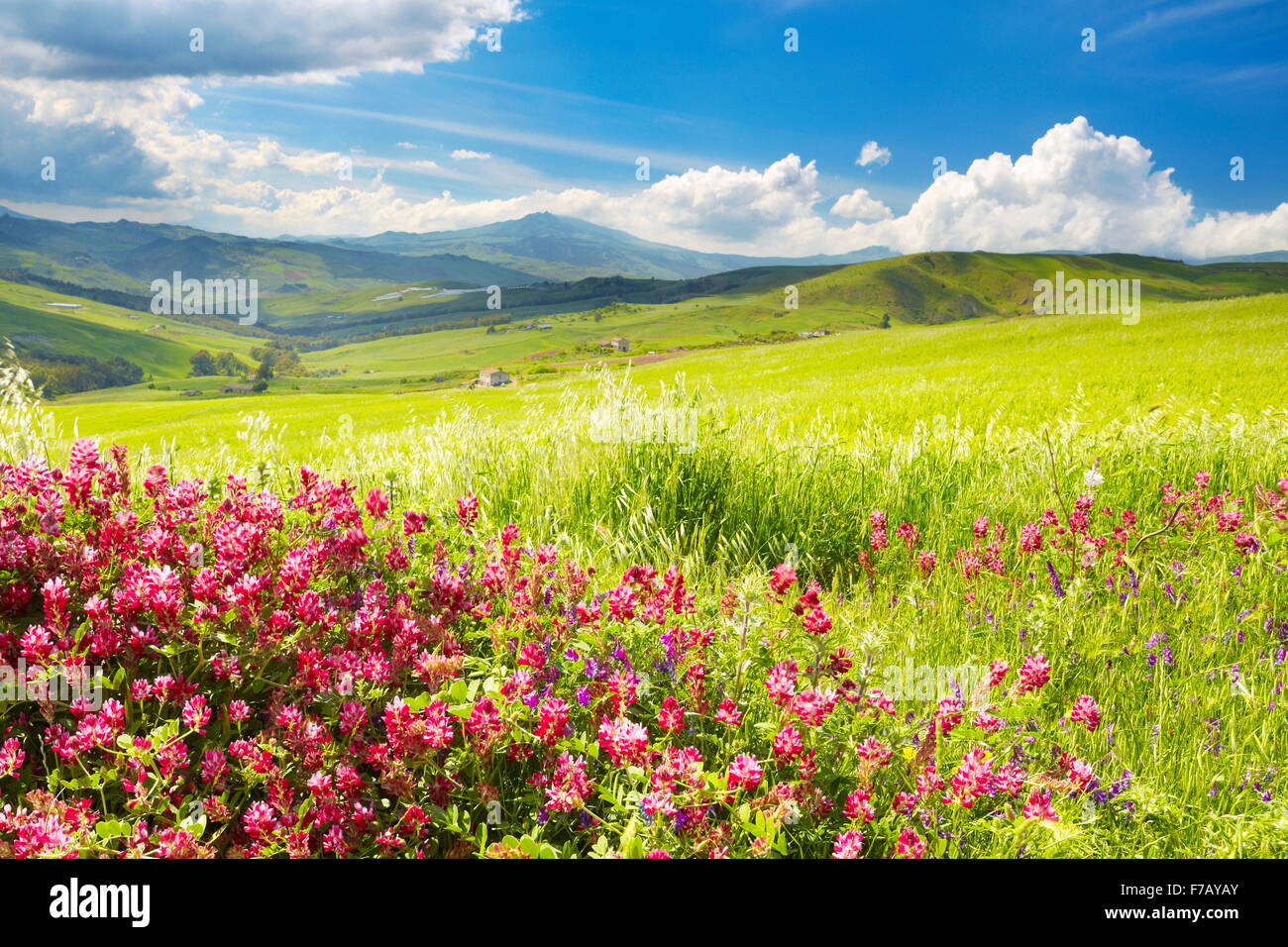 Sicilia pradera primavera paisaje con flores, isla de Sicilia, Italia Foto de stock