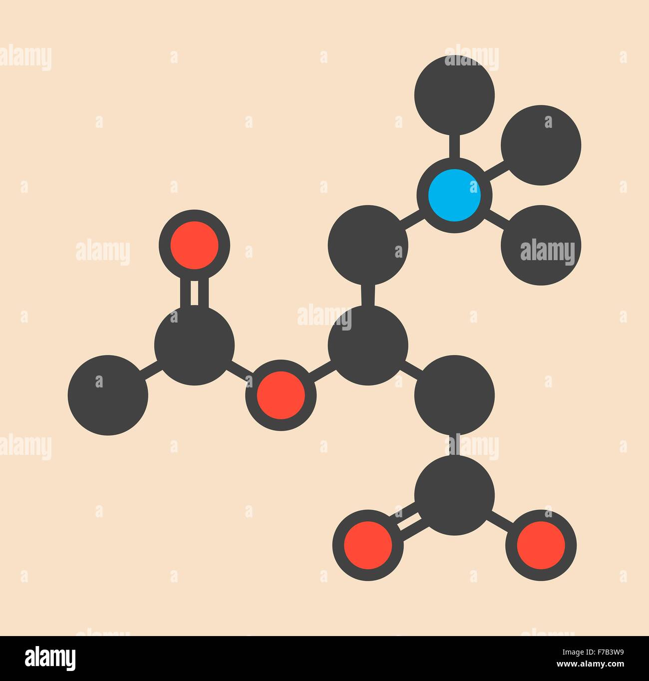 Acetylcarnitine (Alcázar) suplemento nutricional molécula. Estilizada