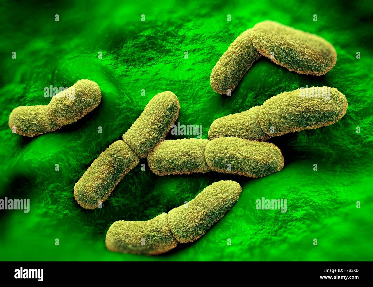Yersinia pestis peste bacterias, equipo de ilustración Fotografía de