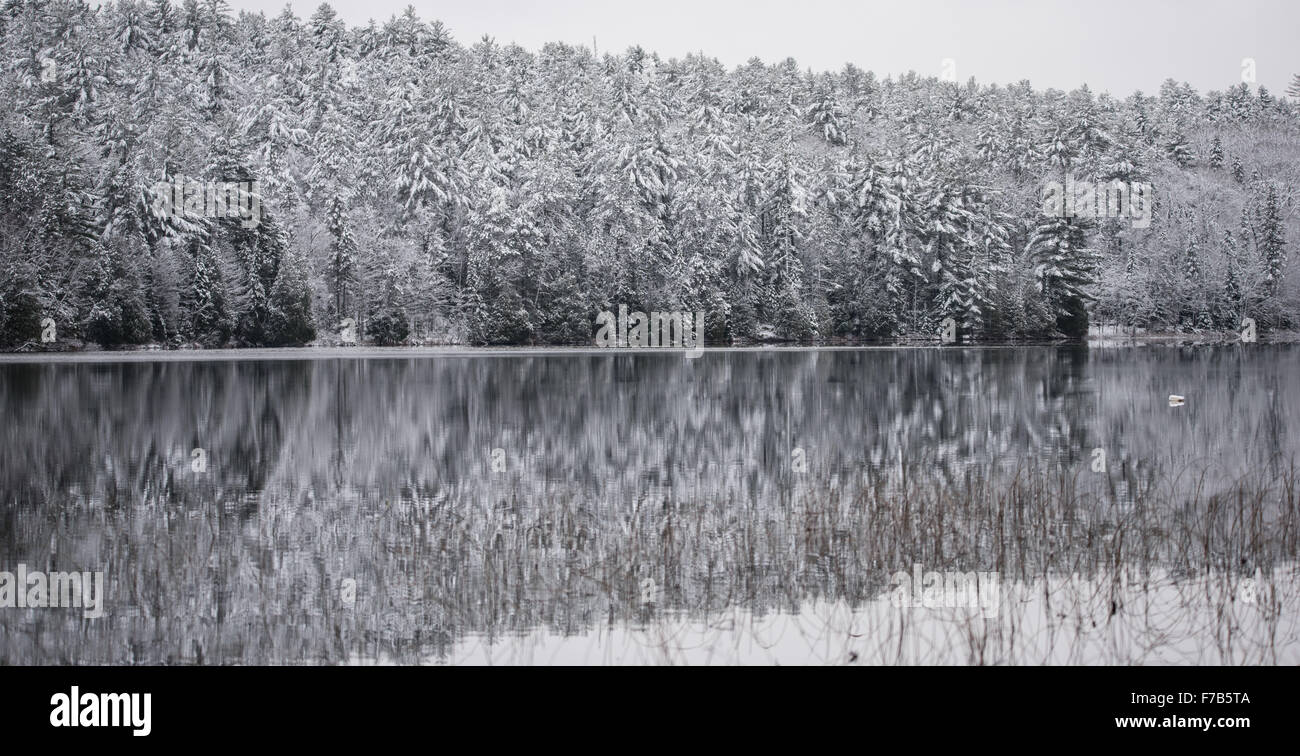 Espejismo de invierno en el lago. Como un espejo, todavía aguas reflejan los bosques junto a ella. Foto de stock