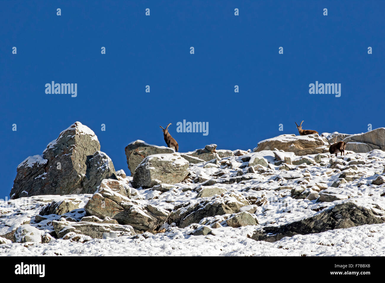 Íbices alpinos con nieve (Capra ibex), Parque Nacional Alto Tauern, Austria, Europa Foto de stock