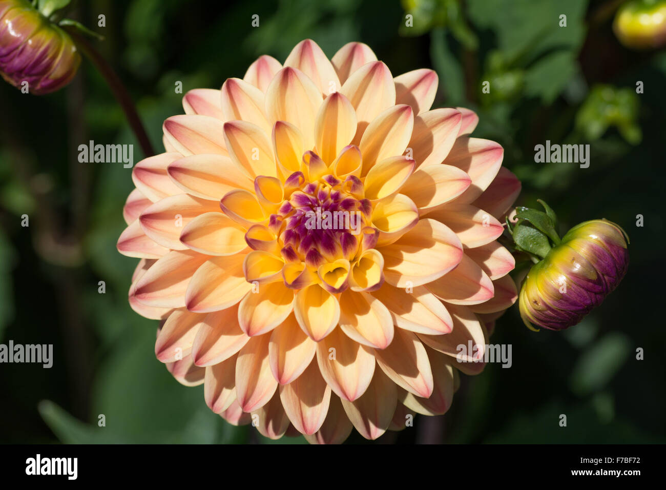 Dalia flor Mini Gay Fotografía de stock - Alamy