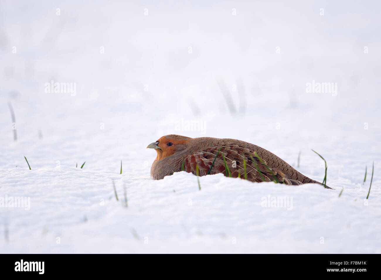La perdiz / Rebhuhn ( Perdix perdix ) se encuentra en la nieve, mirando alrededor, el frío invierno. Foto de stock