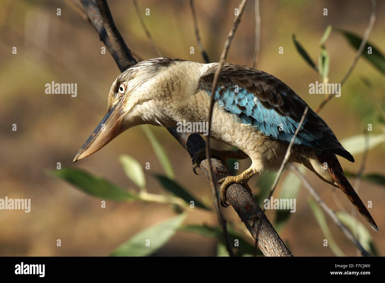 Blue-winged Kookaburra, Parque Nacional Nitmiluk, Australia Foto de stock