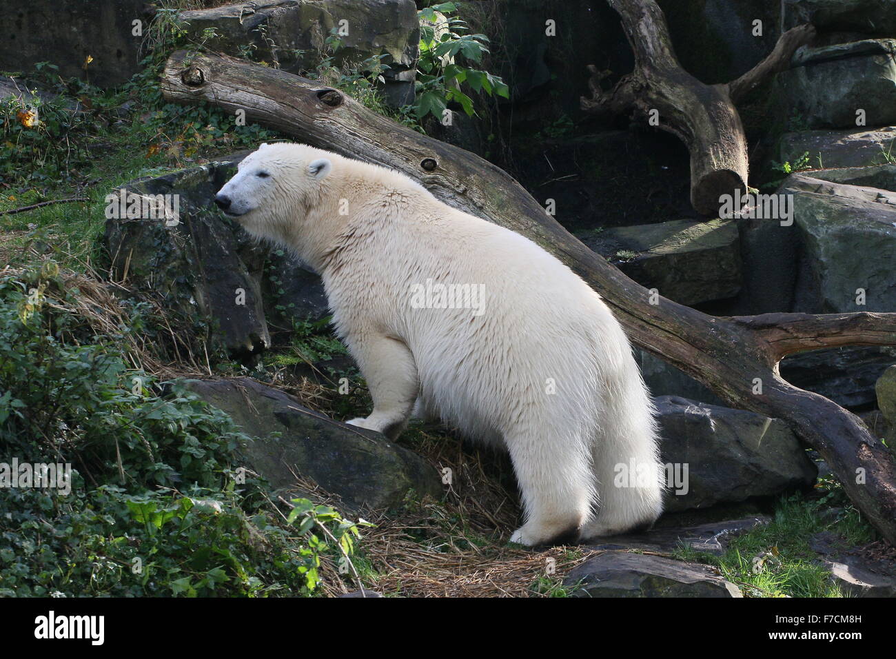 Osas madura fotografías e imágenes de alta resolución - Página 3 - Alamy