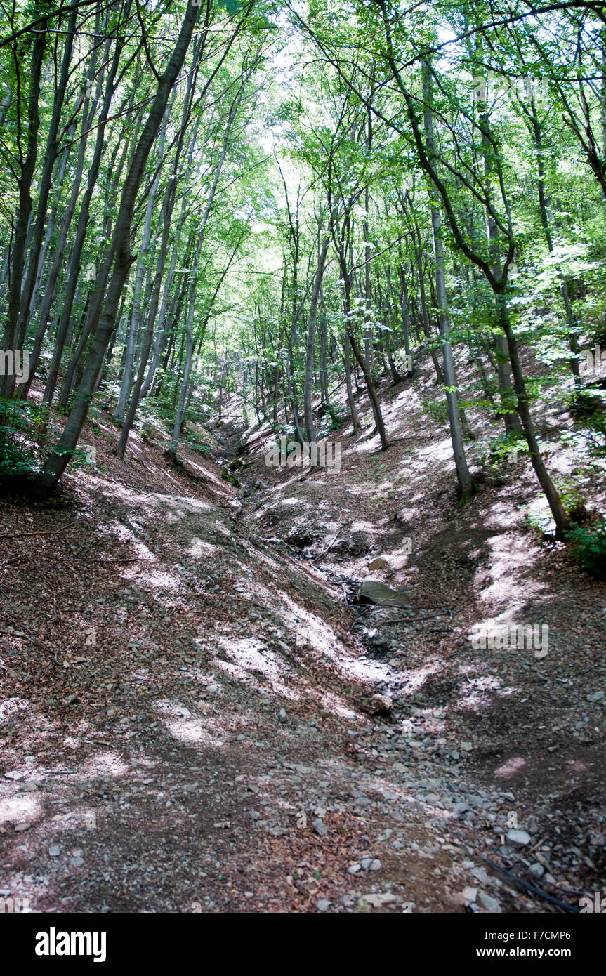 Bosque verde en la montaña Vitosha, Sofía, Bulgaria Foto de stock