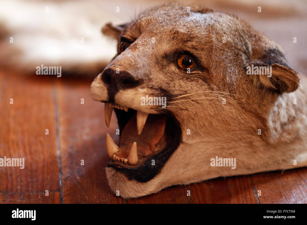 piel un león de montaña o Puma Fotografía de - Alamy