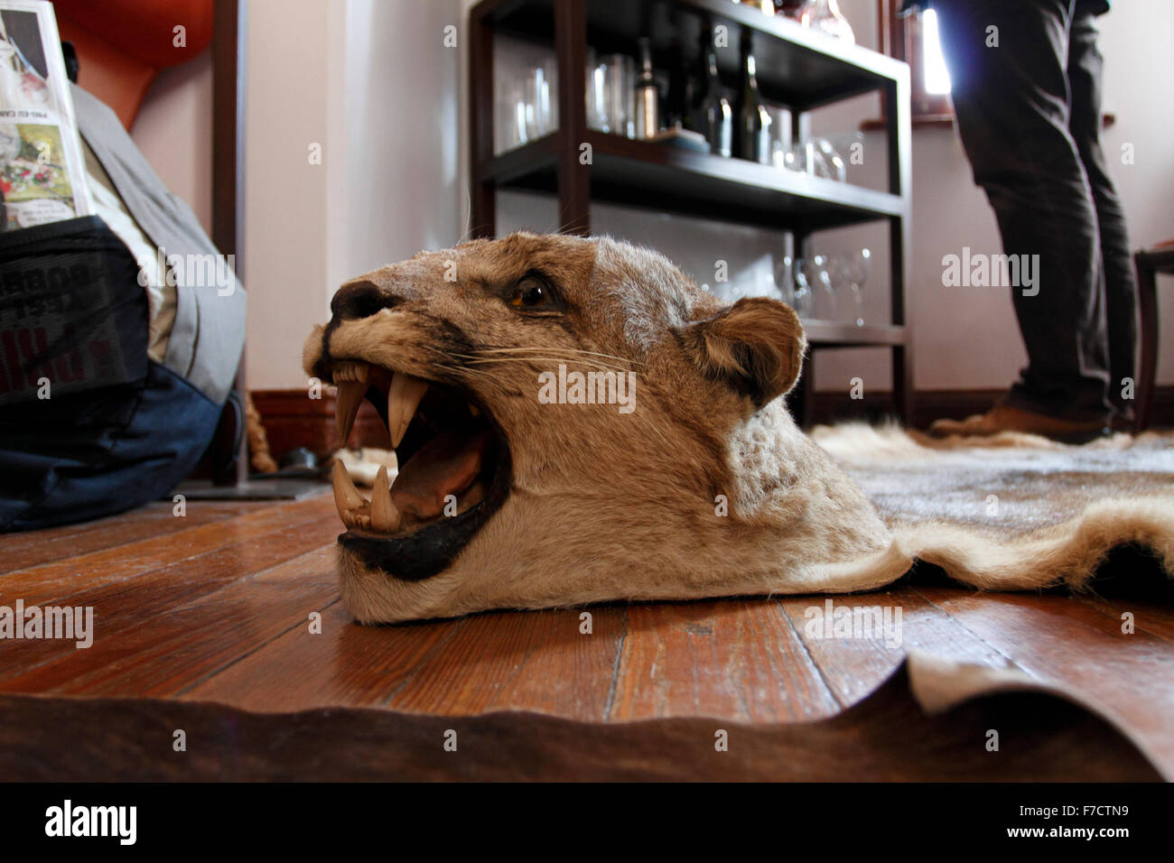 La piel de un león de montaña o Puma Fotografía de stock - Alamy