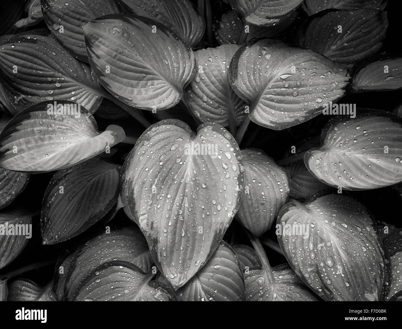 Cierre de planta Hosta con gotas de lluvia. Iris Schrieners jardines. Oregon Foto de stock