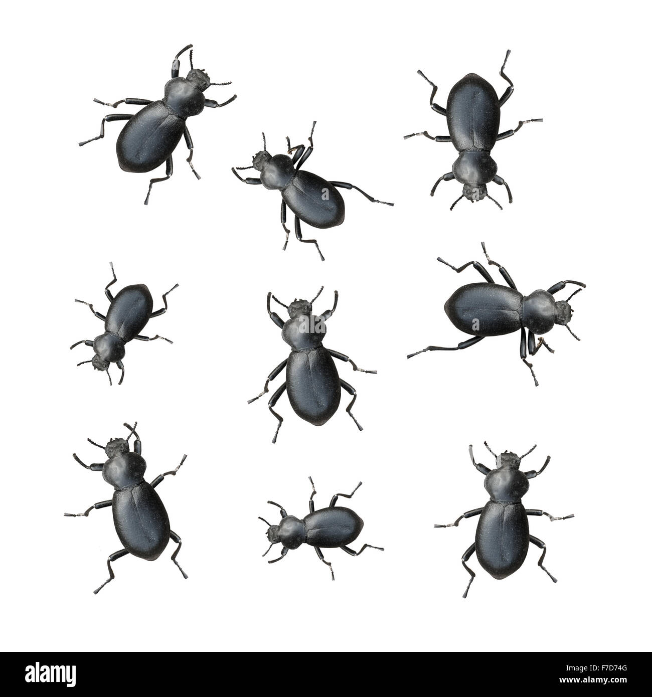 Creepy Crawly escarabajos negro sobre un fondo blanco. Foto de stock