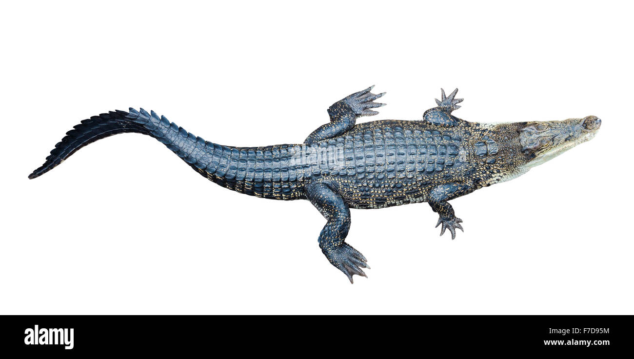 Vista superior del cocodrilo de agua salada (Crocodylus porosus), aislado sobre fondo blanco. Foto de stock
