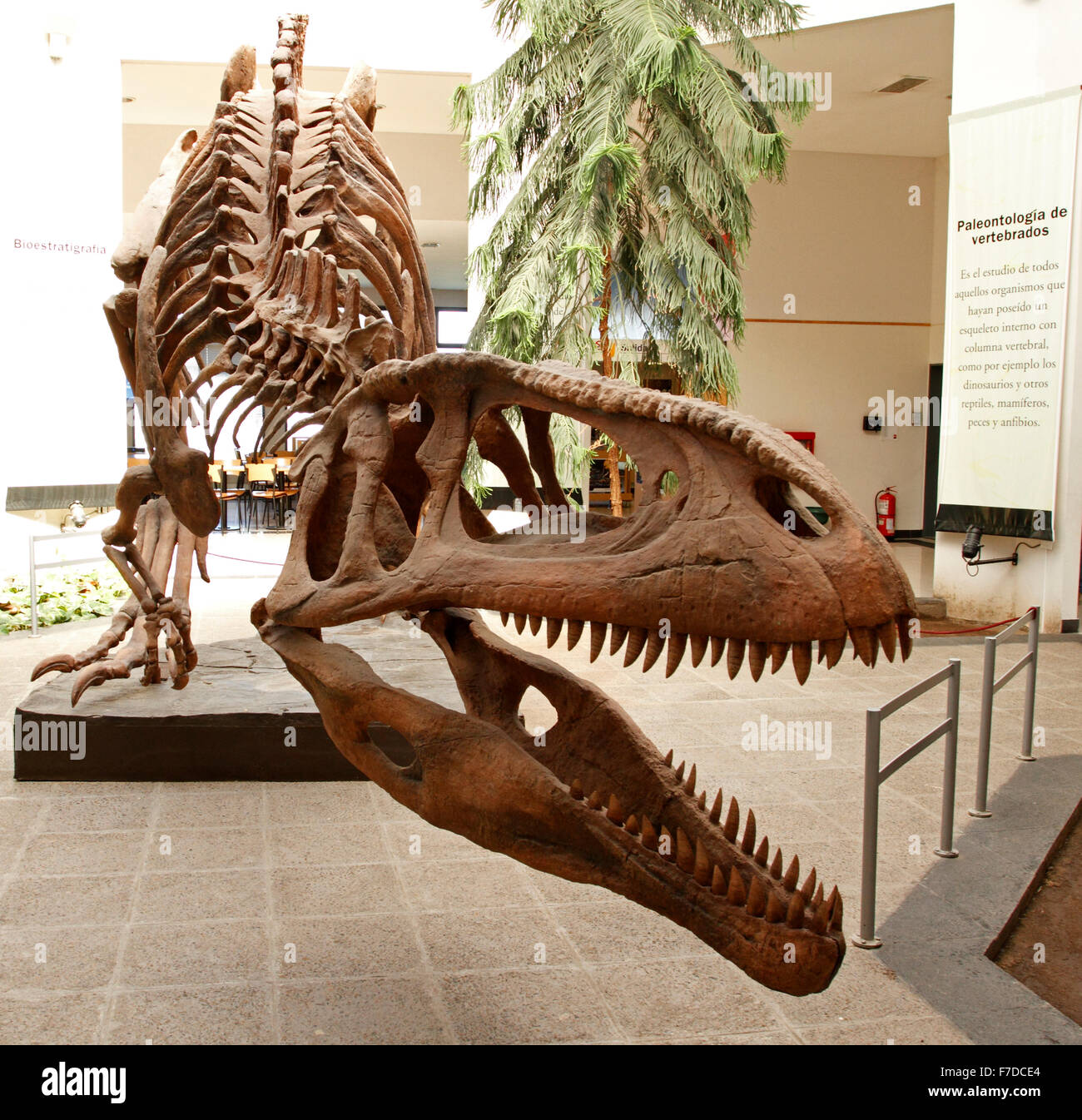 Esqueleto original completa de Tyrannotitan chubutensis. La provincia de Chubut. Foto de stock
