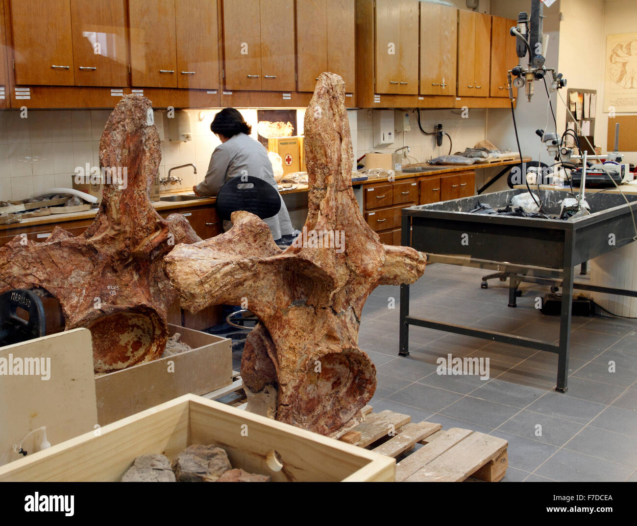 El paleontólogo trabajan en el museo de Trelew, Patagonia. Foto de stock
