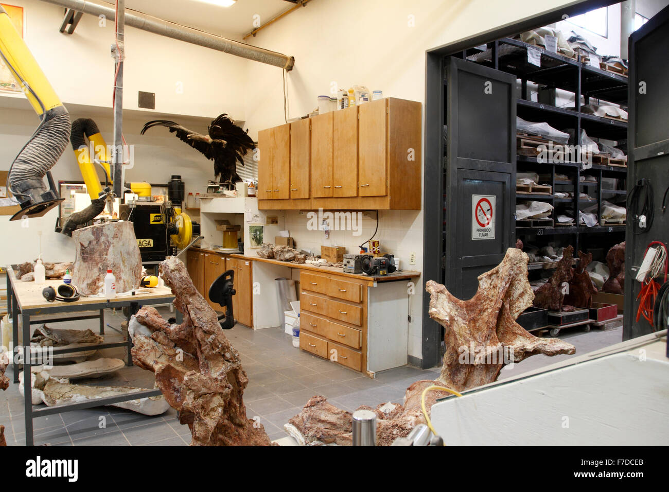 Paleontologiy trabajaen el museo de Trelew, Patagonia. Dreadnoughtus schrani Foto de stock