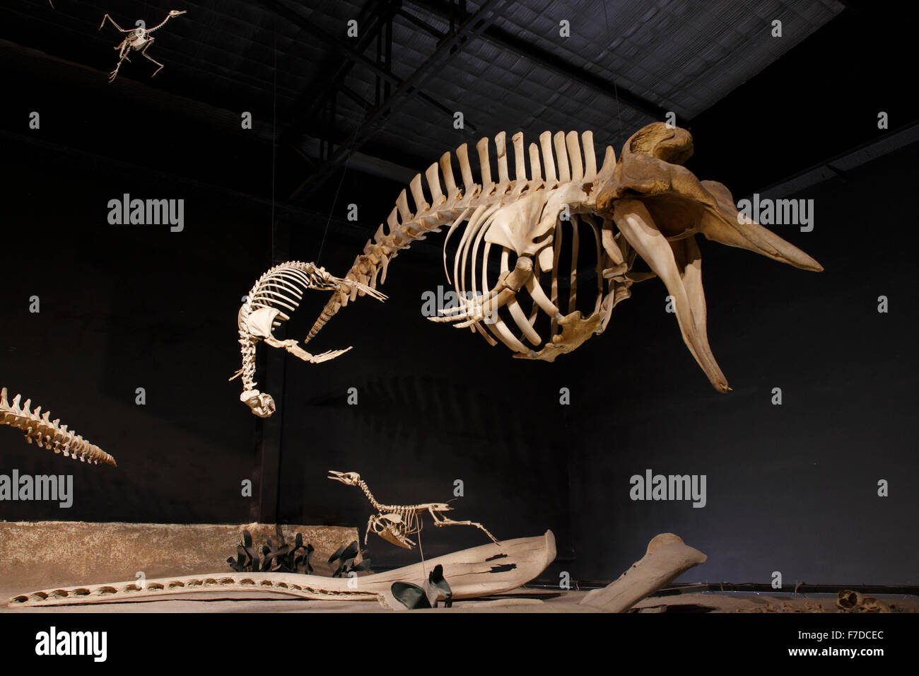 Dinosaurios submarinos fotografías e imágenes de alta resolución - Alamy
