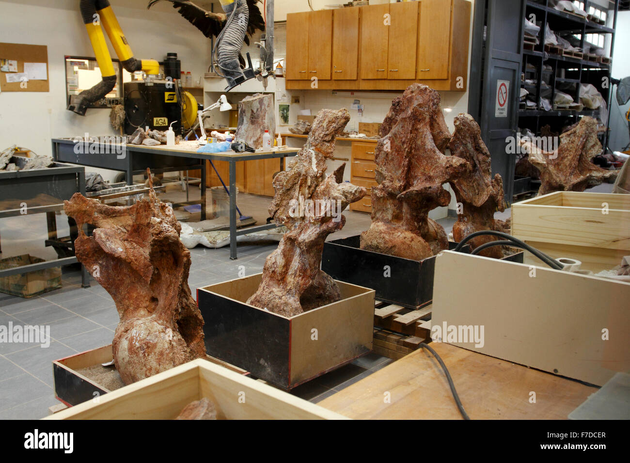 Paleontologiy en el trabajo en el museo de Trelew, Patagonia. columna vertebral o vértebras parte de Patagotitan, mayor dinosaurio Foto de stock