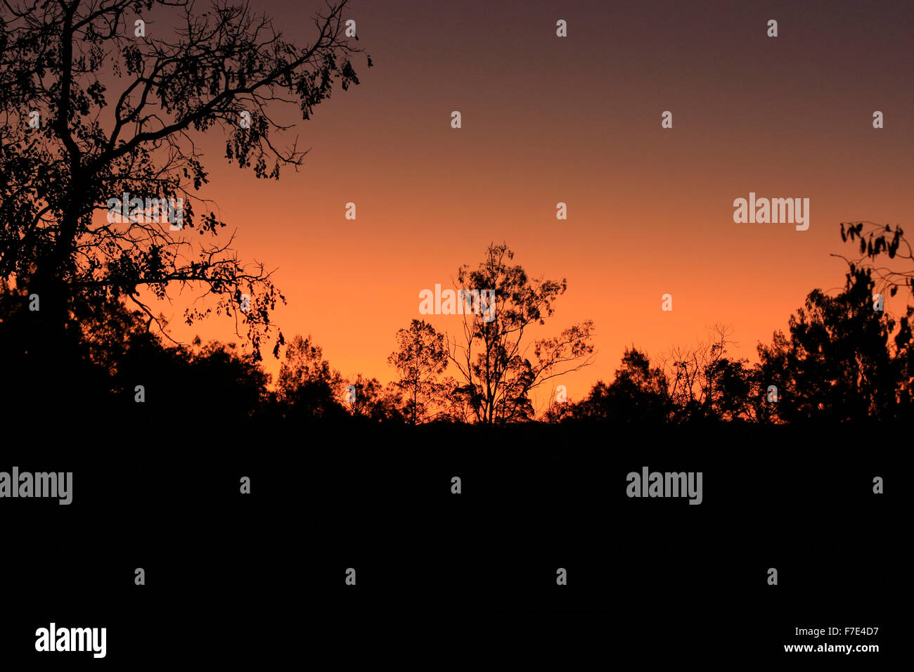 Una brillante puesta de sol en el bosque australiano Foto de stock