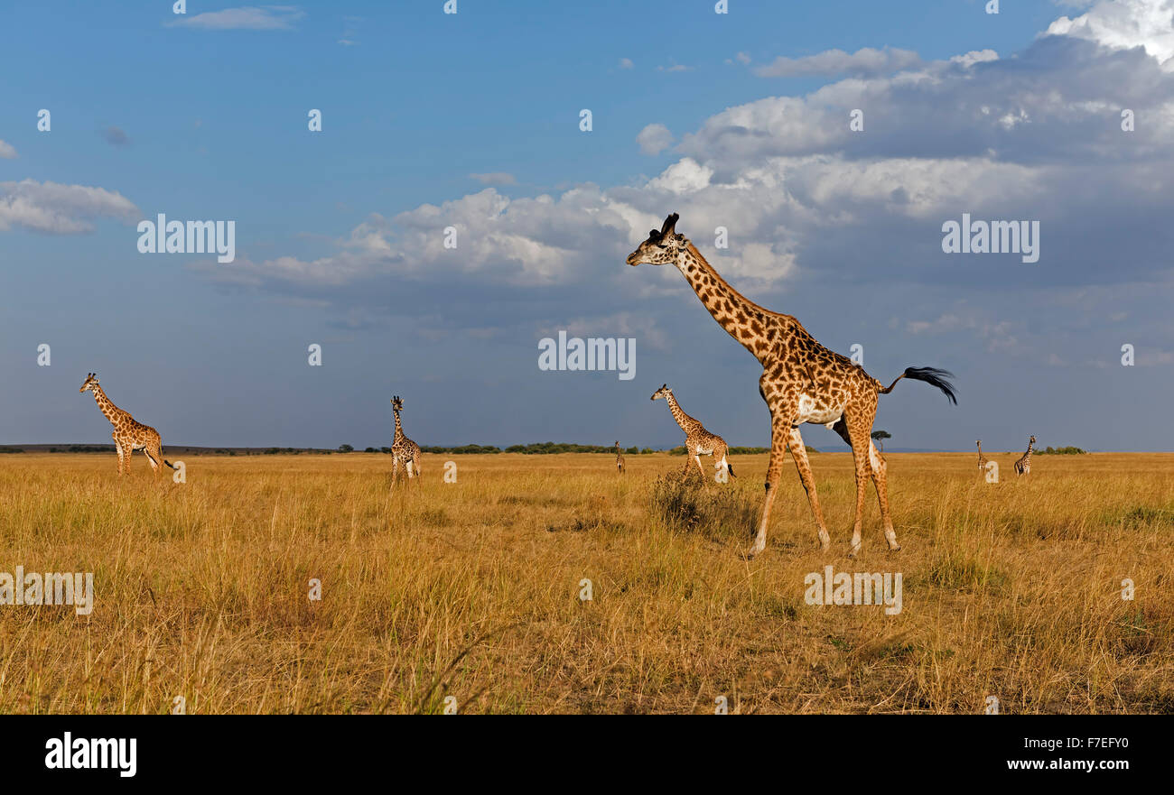 Jirafas (Giraffa camelopardalis), rebaño en luz del atardecer, el Masai Mara, Condado de Narok, Kenia Foto de stock