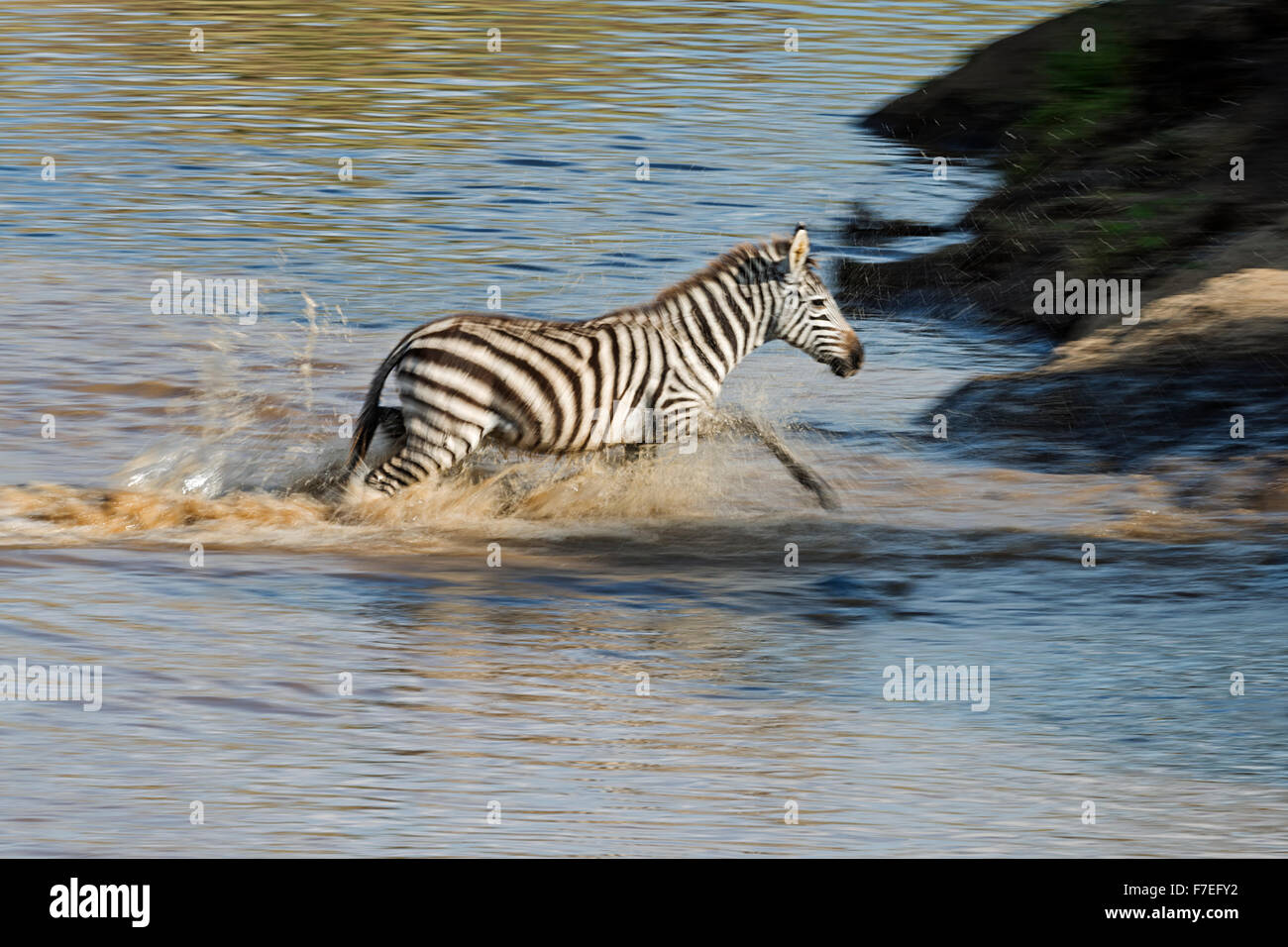 Burchell zebra, también llanuras zebra o cebra común (Equus quagga) cruzando el río Talek, Masai Mara, Condado de Narok, Kenia Foto de stock