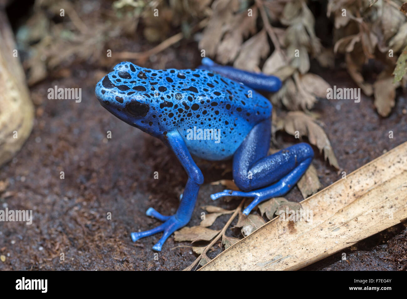 Blue poison dart frog Foto de stock