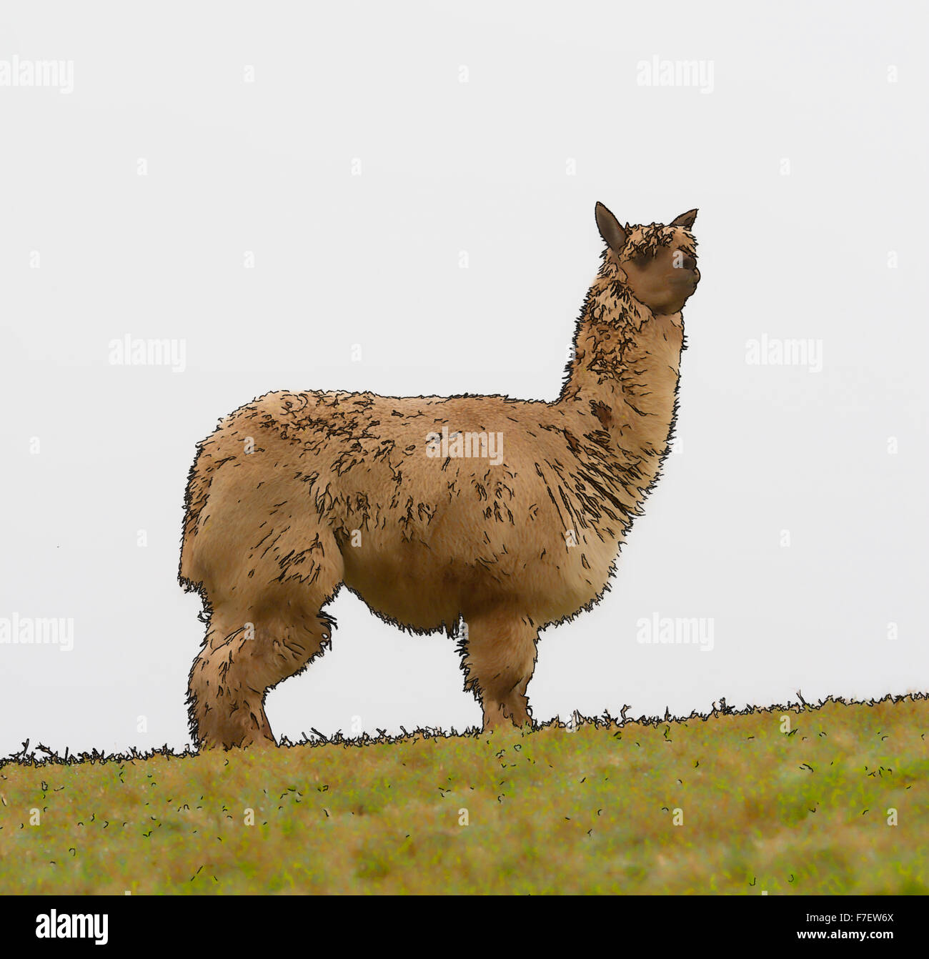 Retrato de alpaca como llama cartoon ilustración largo pelo castaño Foto de stock