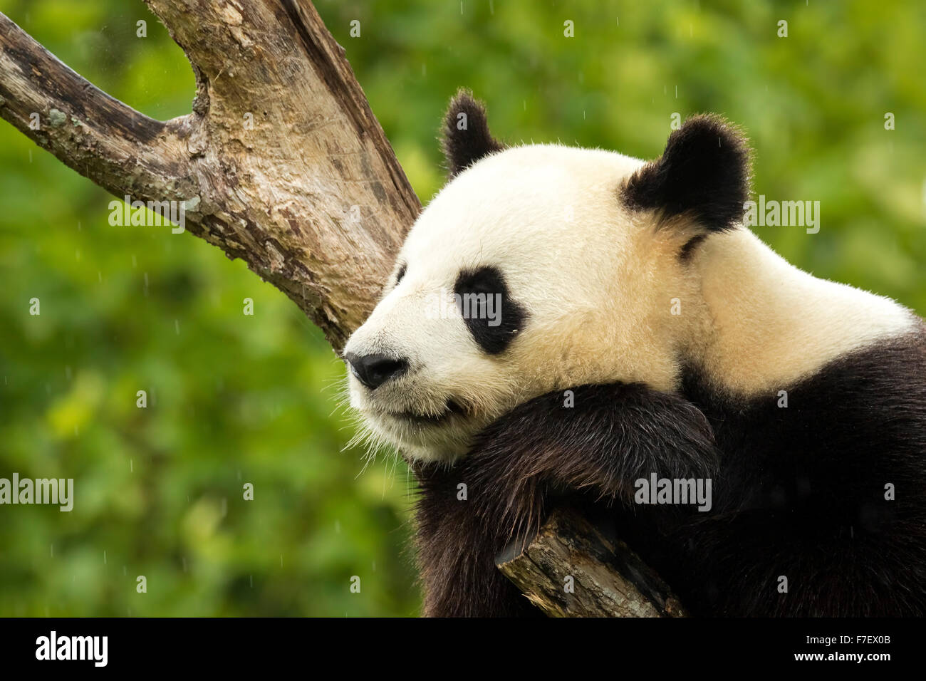 Oso Panda gigante cae dormido durante la lluvia en un bosque de bambú después de comer Foto de stock