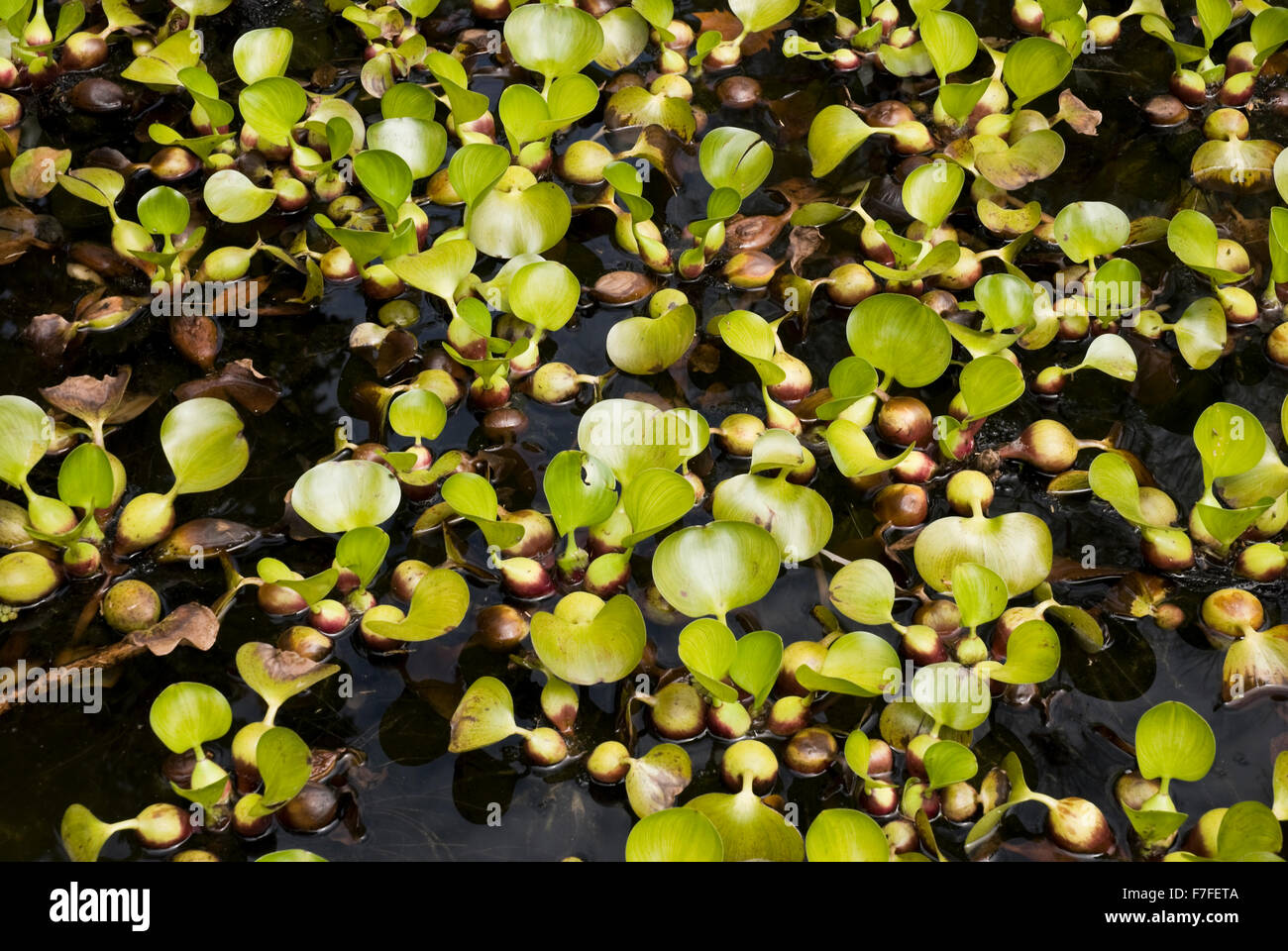 Hojas de jacinto de agua en un estanque (Eichhornia crassipes) Foto de stock