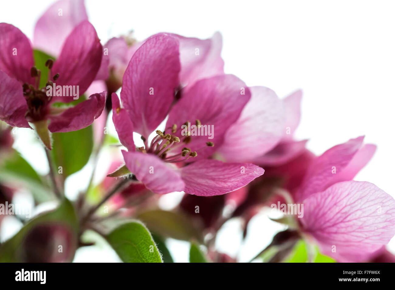 Los cerezos en flor, Washington, Distrito de Columbia, EE.UU. Foto de stock